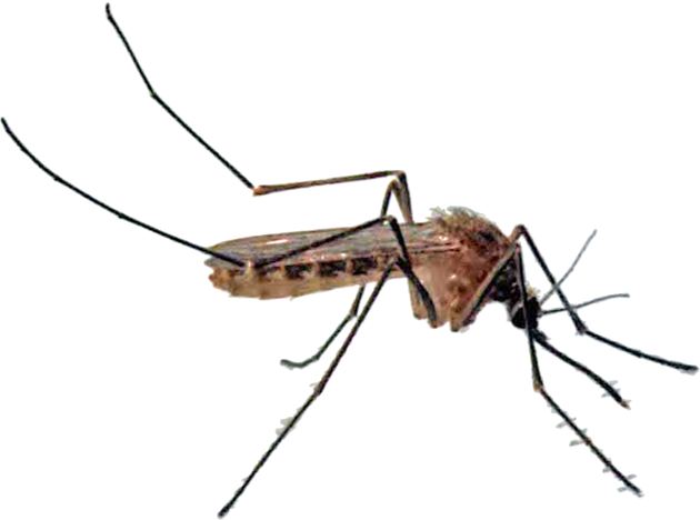 Zanzara comune - Disinfestazioni Dairago