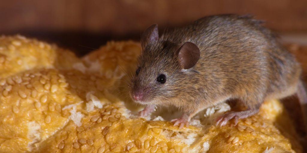 Derattizzazione di topi e ratti
